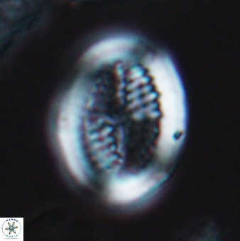Allemanites striatus 9548