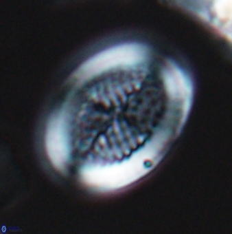 Allemanites striatus 9549