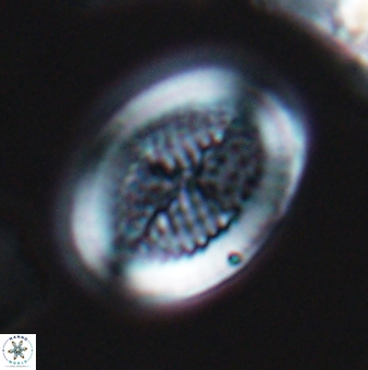 Allemanites striatus 9549