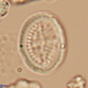 Allemanites striatus 9554