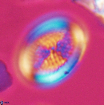 Allemanites striatus 9551