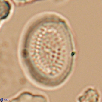 Allemanites striatus 9553