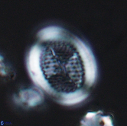 Allemanites striatus 12793