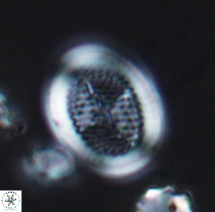 Allemanites striatus 12793