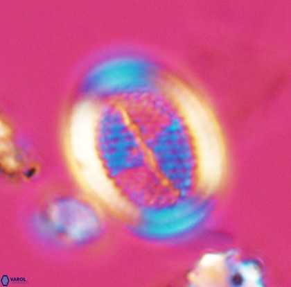 Allemanites striatus 12794