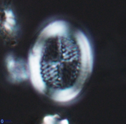 Allemanites striatus 12795