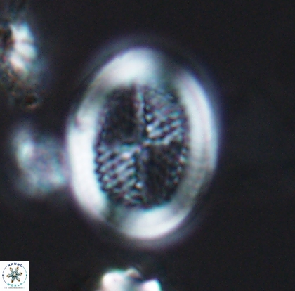 Allemanites striatus 12795