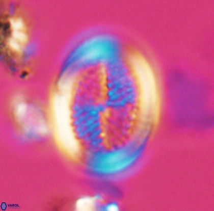 Allemanites striatus 12796