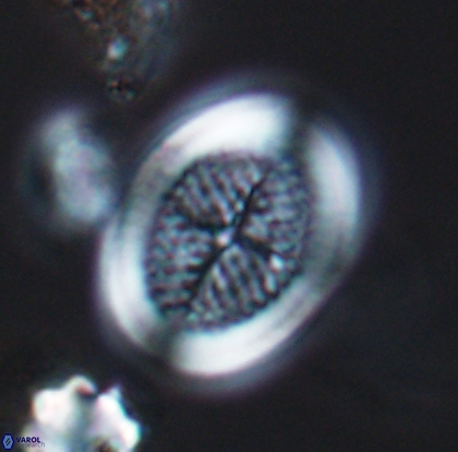 Allemanites striatus 12797