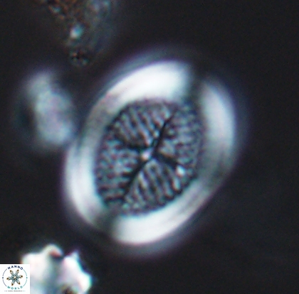 Allemanites striatus 12797