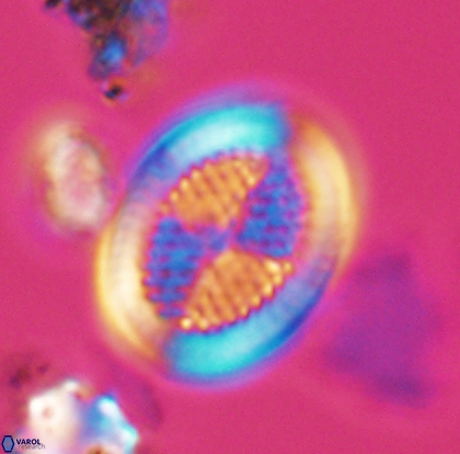 Allemanites striatus 12798