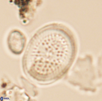 Allemanites striatus 12799