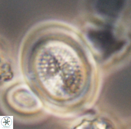 Allemanites striatus 12800