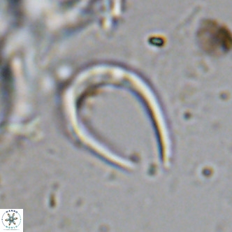 Amaurolithus delicatus VR 07875