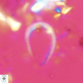 Amaurolithus delicatus VR 07870