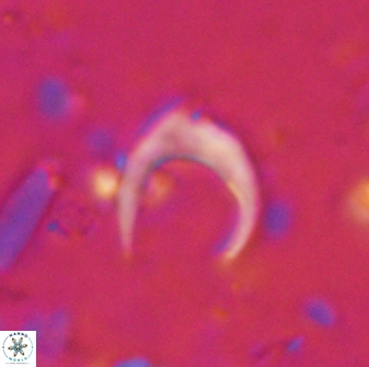Amaurolithus tricorniculatus 48952