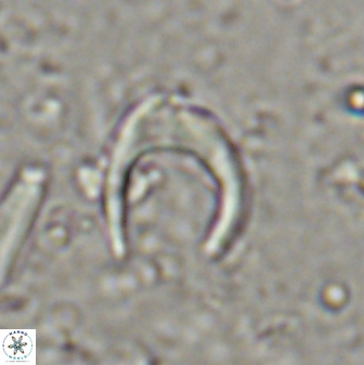 Amaurolithus tricorniculatus 48960