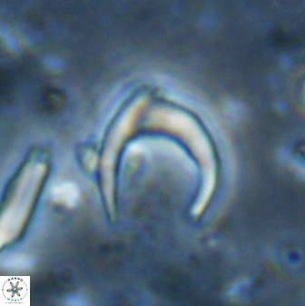 Amaurolithus tricorniculatus 48961