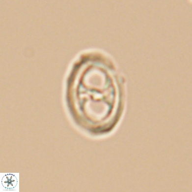 Amphizygus megalops 12529