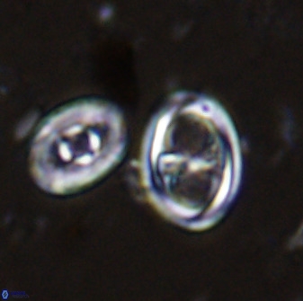 Amphizygus megalops 35695