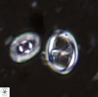Amphizygus megalops 35695