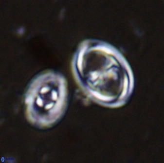 Amphizygus megalops 35697
