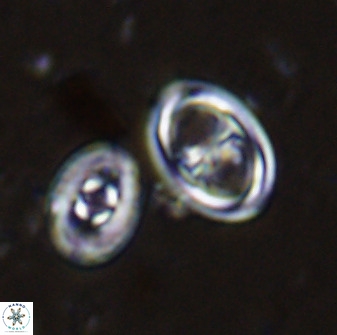 Amphizygus megalops 35697