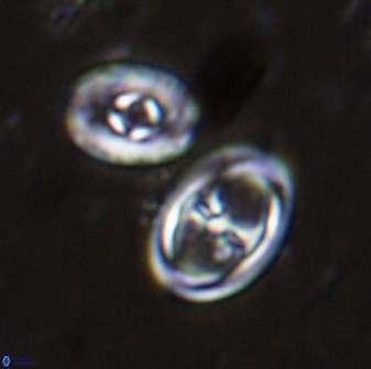 Amphizygus megalops 35699
