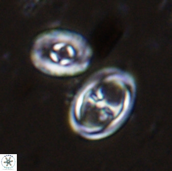 Amphizygus megalops 35699