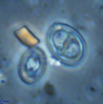 Amphizygus megalops 35704