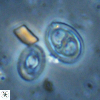 Amphizygus megalops 35704