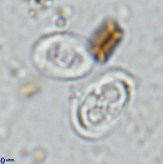 Amphizygus megalops 35701