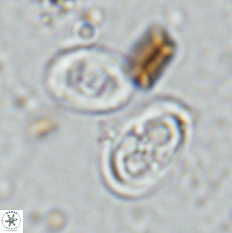 Amphizygus megalops 35701