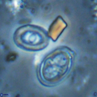 Amphizygus megalops 35702