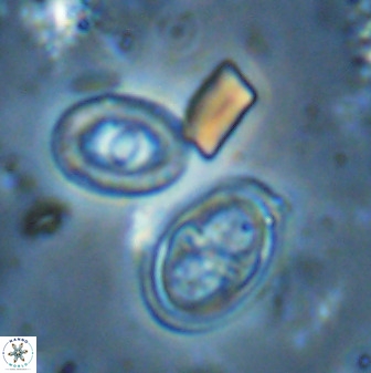 Amphizygus megalops 35702