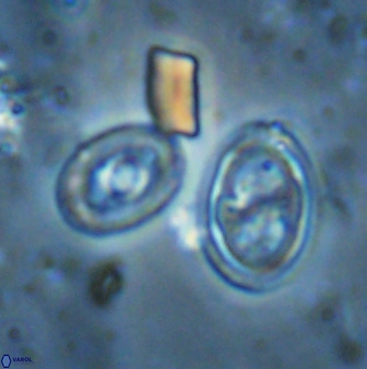 Amphizygus megalops 35703