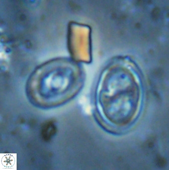 Amphizygus megalops 35703