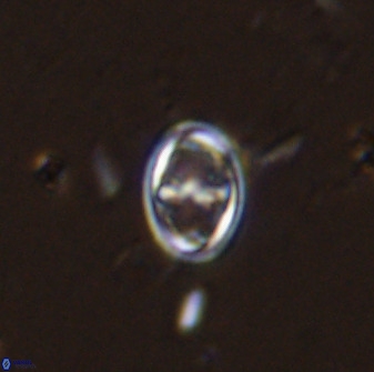 Amphizygus megalops 36114
