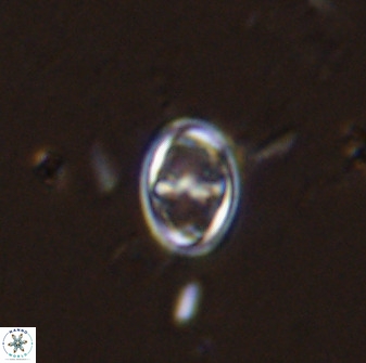 Amphizygus megalops 36114