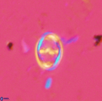 Amphizygus megalops 36115