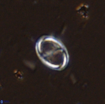 Amphizygus megalops 36116