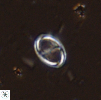 Amphizygus megalops 36116