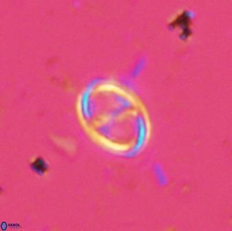 Amphizygus megalops 36117