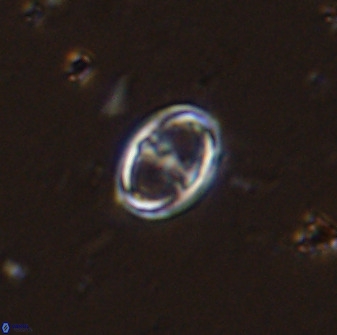 Amphizygus megalops 36119