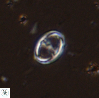 Amphizygus megalops 36119