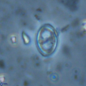 Amphizygus megalops 36124