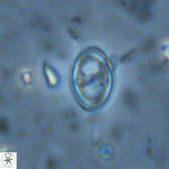 Amphizygus megalops 36124
