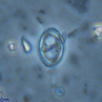 Amphizygus megalops 36125