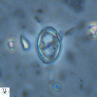 Amphizygus megalops 36125