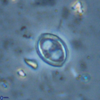 Amphizygus megalops 36126